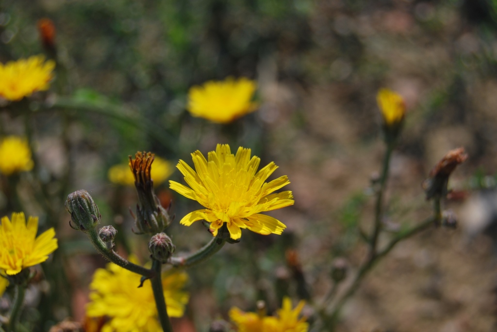 Picris hieracioides